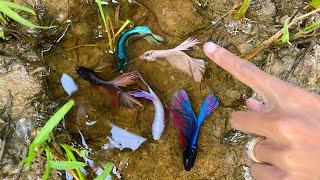 Natural Betta Fishing Adventure there are so many Betta Fish from Rice Field that amazing Betta Fish