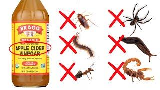 How To Use Apple Cider Vinegar To Get Rid Of Roaches, Ants, Spiders, Bedbugs (30 Different Pest)