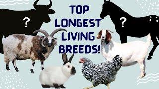 Discover the TOP 8 Longest Living Livestock Breeds