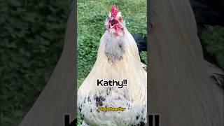 #kathy #cathy #rooster #chicken #funny #comedy #memes #shorts #chickenhappyhour