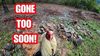 "Waddles is Gone... I'm the Last Rooster Standing on the Homestead"