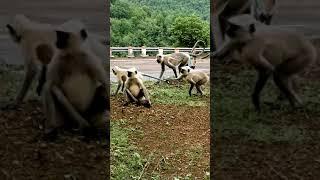 monkey hanuman funny video #short