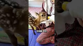 자연으로 돌아간 사슴이 며칠 뒤 다시 찾아온 이유
