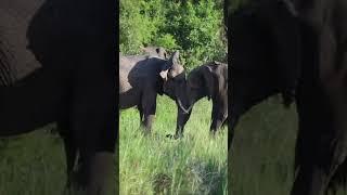 African Safari 4K-Scenic Wildlife Film With African Music#shorts #safari #wildlife Animal Attack