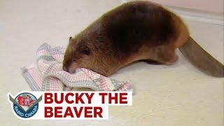 Bucky the Beaver who lived with a family and built dams in their home, 1988