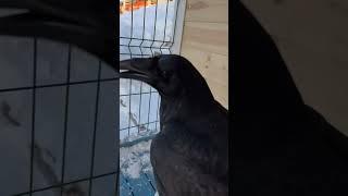 Банда #animal #raven #воронгоша #crow