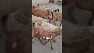 Amazing short ️️️ funny video with animal || form koreja tv