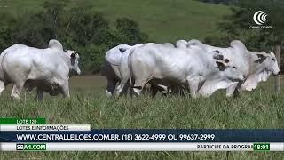 Leilão do Grupo Rezende oferta 400 touros melhoradores no Canal do Boi