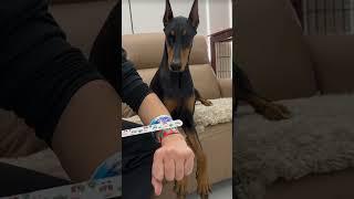 Dober-doodle: Epic Toy Prank on Doberman! #DogPrank #FunnyPets #Doberman