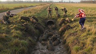 Wild Boar Nest ! Wild Boar Trap, 135 Wild Hog Hunts, Farmers Dealing with Invasive Wild Boars