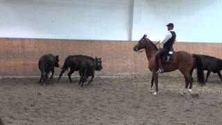 DM 2014 Neu Anspach Working Equitation Cows Thomas Türmer