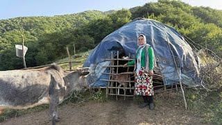 Nomadic Life in the Lush Mountains | Traditional Cattle Herding & Simple Living