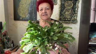 Уход за Декабристом (кактусом Шлюмбергера) после цветения. Обрезка и пересадка.#декабрист #flowers