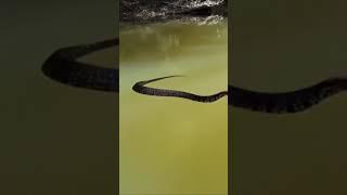 Water Moccasin is swimming #shorts AnimalTube - World  of animals