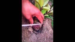 Cutting Skills Satifying Video Relaxing Videos#154