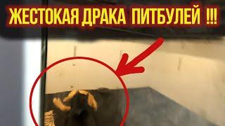 ПИТБУЛИ ДЕРУТСЯ В ВОЛЬЕРЕ !!!! Как произошла драка ?! Бои питбулей.