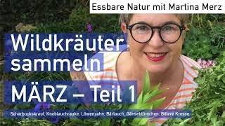 Essbare Wildkräuter sammeln im März, Teil 1