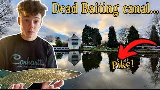 Pike Fishing Journey: Can Dead-Bait Hook A Pike?!