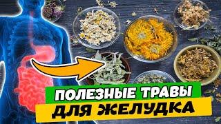 Пять самых полезных трав для желудка: какие растения помогут пищеварению. Лечение язвы, гастрита...