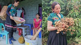 Revisiting Thien's family - Harvesting the first longan season | Tieu Vi - Daily life|