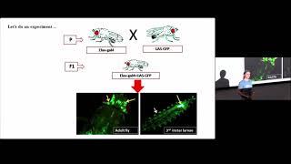 The brain: What for? By Albert Cardona