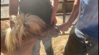 A Tragic Day At Homestead Horsemanship