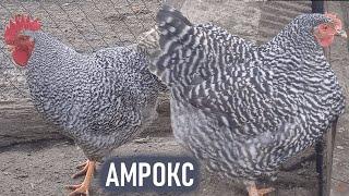 КУРЫ АМРОКС! МЯСО – ЯИЧНАЯ ПОРОДА КУР АМРОКС! ХАРАКТЕРИСТИКА, ОПИСАНИЕ ПОРОДЫ!