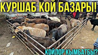 КОЙ КОЗУ КОЧКОР БААЛАРЫ  #байтв