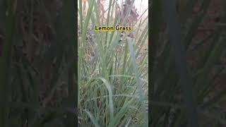 Health Benefits of Lemon Grass