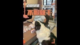 狗狗打麻将肯定是在做记号 舔着舔着就胡牌了 #创作灵感 #狗子眉眼间藏了八百个心眼子 #边牧软软 #边牧打麻将 #不养狗不知道养狗的乐趣 #边牧RR #边牧打麻将 #搞笑宠物视频