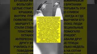 Как синицы научились открывать бутылки с молоком! Интересные факты. #история #факты