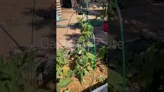 Protect your garden from the harsh heat! #gardening #gardeningideas #garden #gardentips