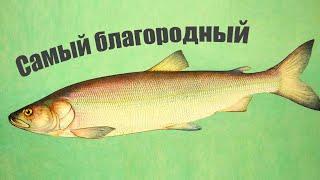 Самая благородная рыба наших рек, о которой мало кто даже слышал