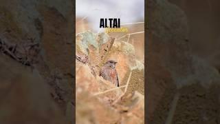 ALTAI ACCENTOR UP CLOSE ️