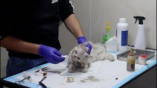 Abandoned Sick cat arrived at my clinic - Vet Rami Awwad