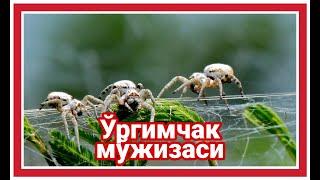 КУРЪОН МУЖИЗАЛАРИ - Ургимчак мужизаси