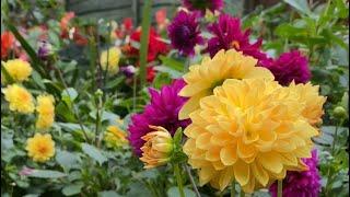 Growing Dahlias in Pots and Containers . My Garden in London 