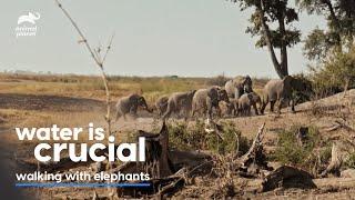 Levison spots a big herd l Walking with Elephants l Animal Planet India