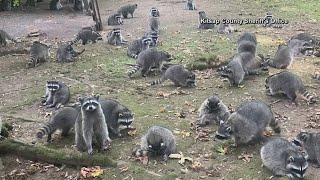 Woman in Washington swarmed by a mob of raccoons outside her home