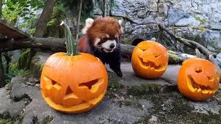 Cute Zoo Animals Enjoy Halloween Pumpkins