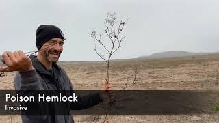 Nature VS. Cattle (An Exposé on Ranching in Point Reyes, CA)