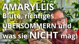 AMARYLLIS – blüht auch OHNE GRÜNEN DAUMEN