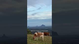 These views are incredible! Well worth the drive, you can also camp at the Maleny Showgrounds!