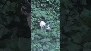 Funny Drama Cats
