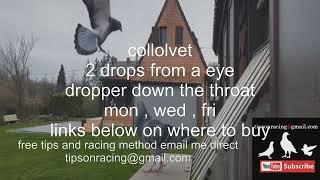 Is Collovet the Best Supplement for Racing Pigeons Heres the Answer