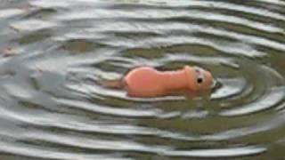 Swimming penis in action!!!