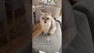 Как понять, что у кошки началась течка #кошка #кот #котики