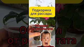 Чудо подкормка для рассады. Результат поражает #дача #огород #рассада #подкормка