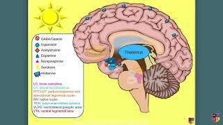 Sleep/Wake Cycles