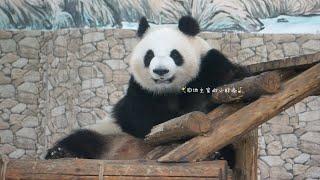 【大熊猫大美】挠挠痒啃啃jio，再给大家看看漂亮脸ber，营业就到此结束啦！